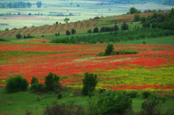 Картинка природа пейзажи цветение цветы луг