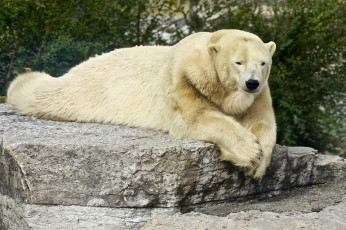 Картинка животные медведи мишка большой лапа животное