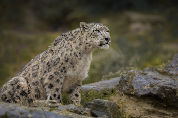 Картинка животные снежный+барс+ ирбис кошка морда снежный барс