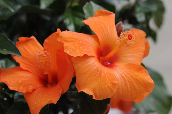 Картинка цветы гибискусы гибискус цветение листики красный тычинка