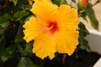 Картинка цветы гибискусы гибискус тычинки цветение ярко лепестки листики