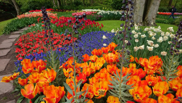 Картинка цветы разные+вместе цветок