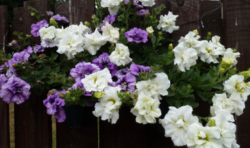 Картинка цветы петунии +калибрахоа цветение бутон нежность петуния