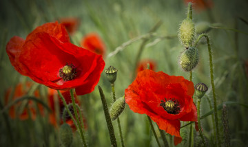 Картинка цветы маки цветок красный