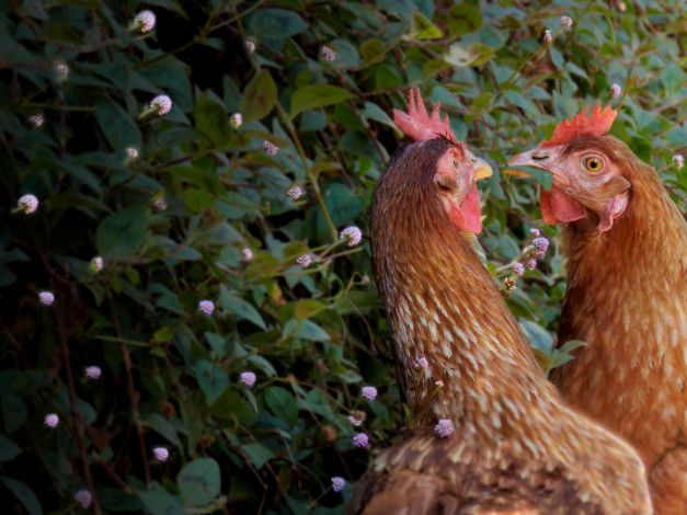 Обои картинки фото животные, куры,  петухи, птица, интерес, зелень