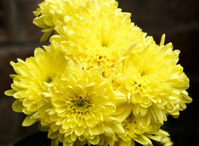 Обои картинки фото цветы, хризантемы, фон, чашка