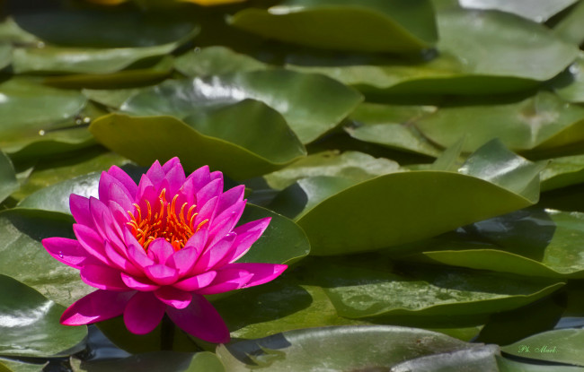 Обои картинки фото цветы, лотосы, лотос, лепестки, цветение