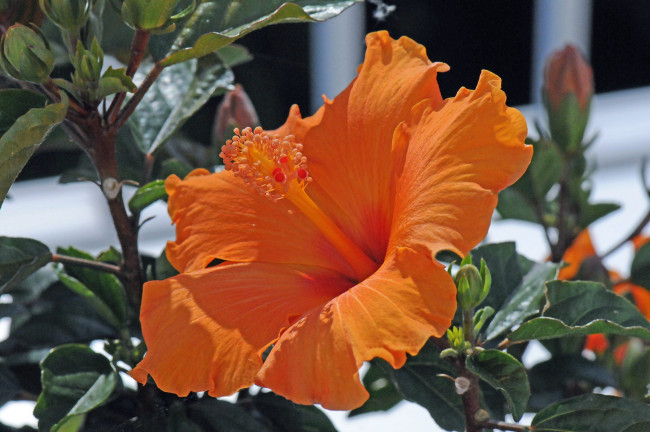 Обои картинки фото цветы, гибискусы, ярко, цветение, тычинки, лепестки, листики, гибискус