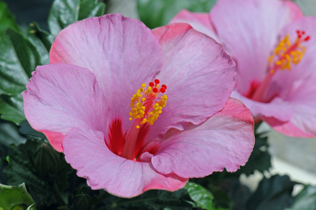 Обои картинки фото цветы, гибискусы, ярко, лепестки, листики, гибискус, тычинки, цветение