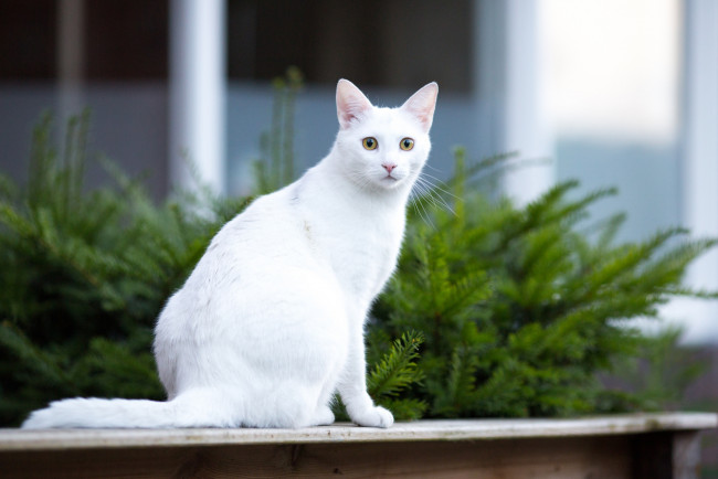 Обои картинки фото животные, коты, кошка, взгляд, усы, фон, белая, морда