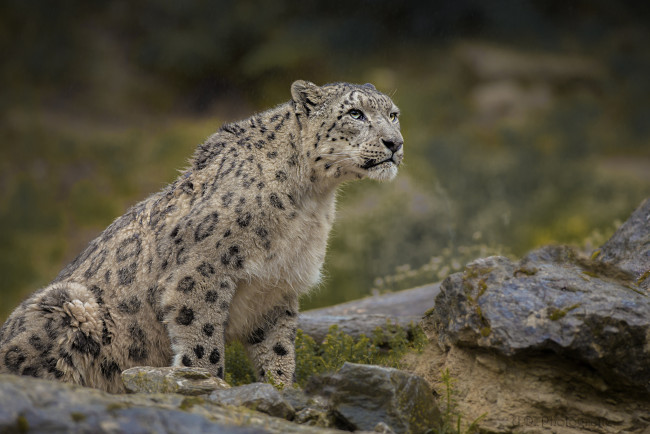 Обои картинки фото животные, снежный барс , ирбис, кошка, морда, снежный, барс