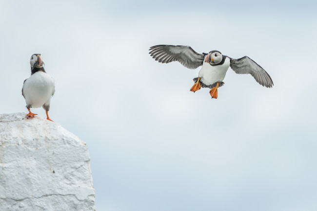 Обои картинки фото животные, тупики, окрас, птица, тупик