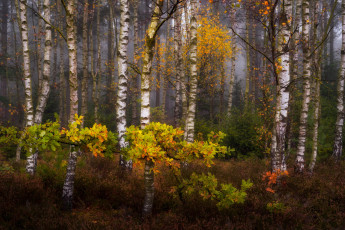 Картинка природа лес простор