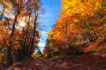 Картинка природа лес простор