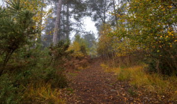 Картинка природа лес простор