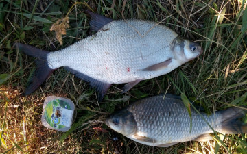 Картинка разное рыбалка +рыбаки +улов +снасти карась лещ