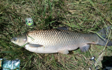 Картинка разное рыбалка +рыбаки +улов +снасти лето 2018 амур