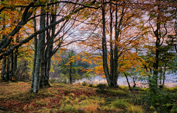 Картинка природа лес простор