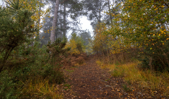 Обои картинки фото природа, лес, простор