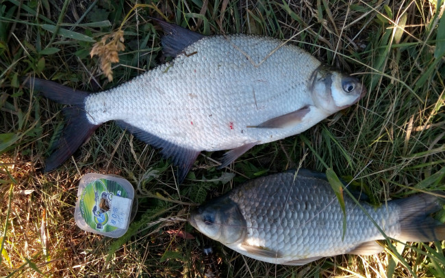 Обои картинки фото разное, рыбалка,  рыбаки,  улов,  снасти, карась, лещ