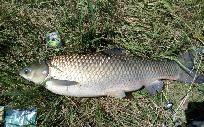 Обои картинки фото разное, рыбалка,  рыбаки,  улов,  снасти, лето, 2018, амур