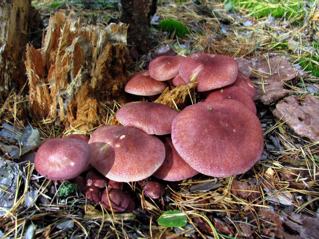 Обои картинки фото природа, грибы, грибная, семейка