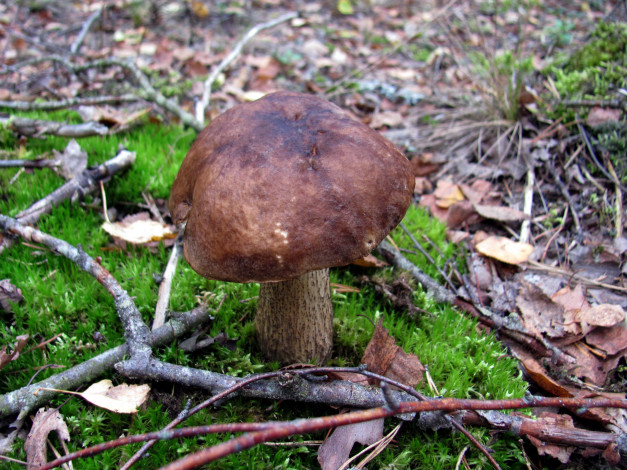 Обои картинки фото природа, грибы, подберезовик