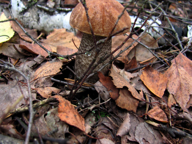 Обои картинки фото природа, грибы, подосиновик