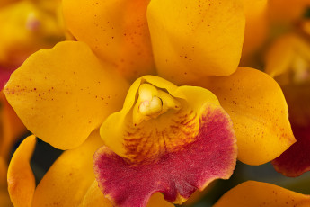 обоя цветы, орхидеи, орхидея