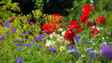 Картинка цветы разные+вместе маки ромашки