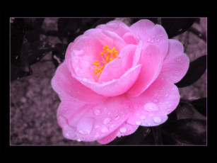 Картинка цветы розы