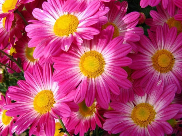 Обои картинки фото цветы, цинерария