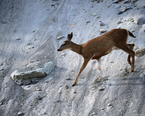 Картинка животные олени