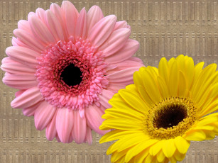 Картинка цветы герберы