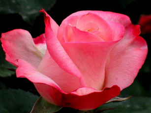 Картинка цветы розы