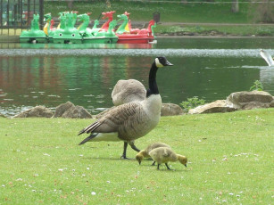 Картинка животные гуси