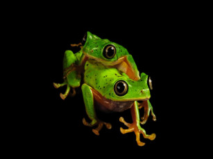 Картинка животные лягушки
