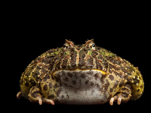 Картинка животные лягушки