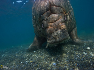 обоя животные, морские, коровы, слоны