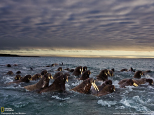 обоя животные, моржи