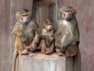 Картинка животные обезьяны