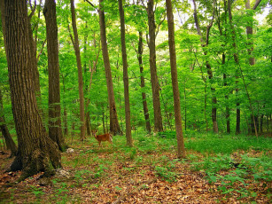 Картинка животные олени