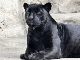 Картинка животные пантеры