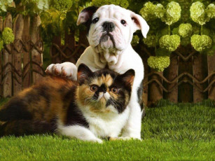 Картинка животные разные вместе