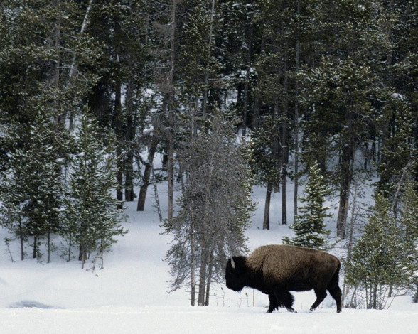 Обои картинки фото животные, зубры, бизоны