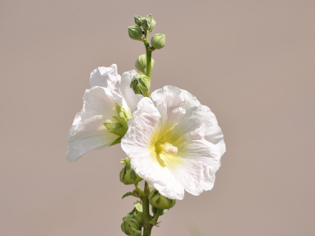 Обои картинки фото цветы, мальвы