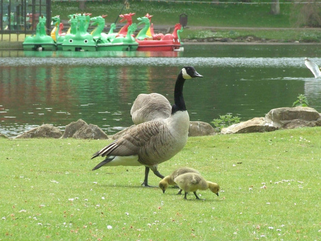 Обои картинки фото животные, гуси