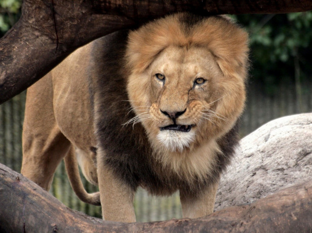 Обои картинки фото животные, львы
