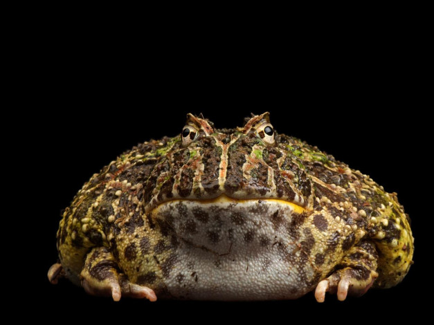 Обои картинки фото животные, лягушки