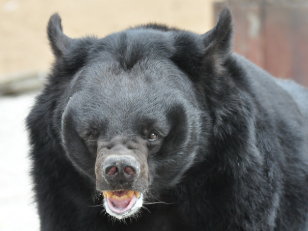 Обои картинки фото животные, медведи